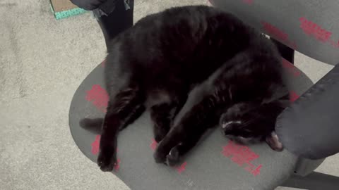 Cute Precious Piper Does Isometric Exercises in the Office - Adopting a Cat from a Shelter Vlog