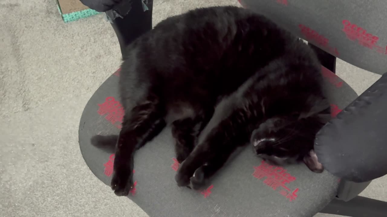 Cute Precious Piper Does Isometric Exercises in the Office - Adopting a Cat from a Shelter Vlog