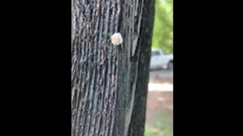 Climbing Puffball - What is this?