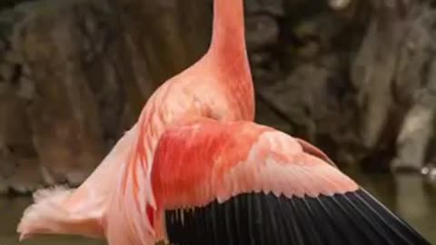 Top 5 astonishing moments that humans didn't knew