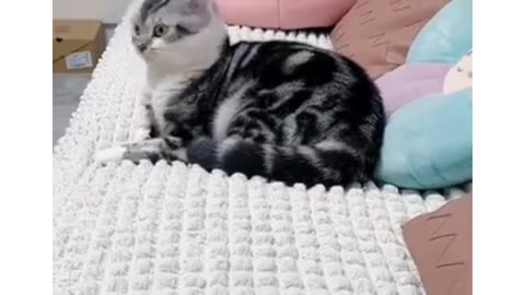 Funny Video of Animals