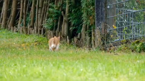 cute cat and kitten video no copyright video royalty free
