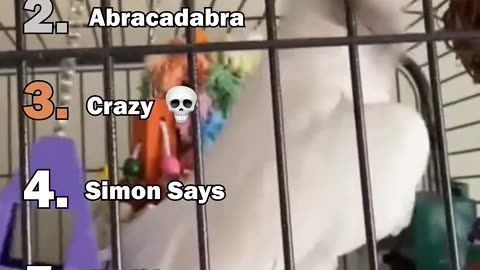 # SHOCKING Hot Take!! - Parrot Moment