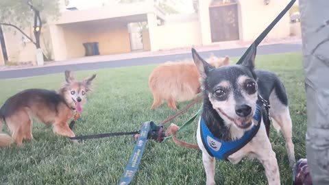 Kiko Villanova ChaCha Paco at doggie walk end Paco's leader so follow his body language2025071291