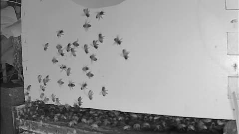 Saturday Morning Peek at a Beehive
