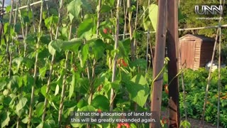 Fighting food shortages in Surrey: Simone shares the power of allotments & community gardening 🌱🌿