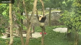 1.5 Hours of Adorable Pandas