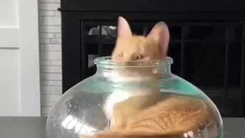 The funniest animal reaction EVER!