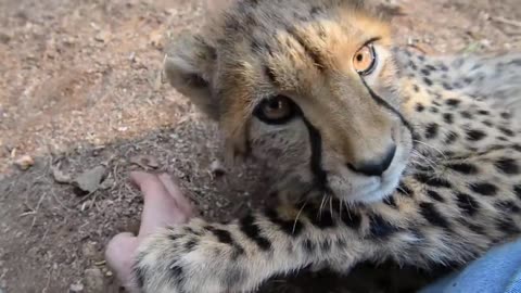 Young and cute purring cheetah licking my arm