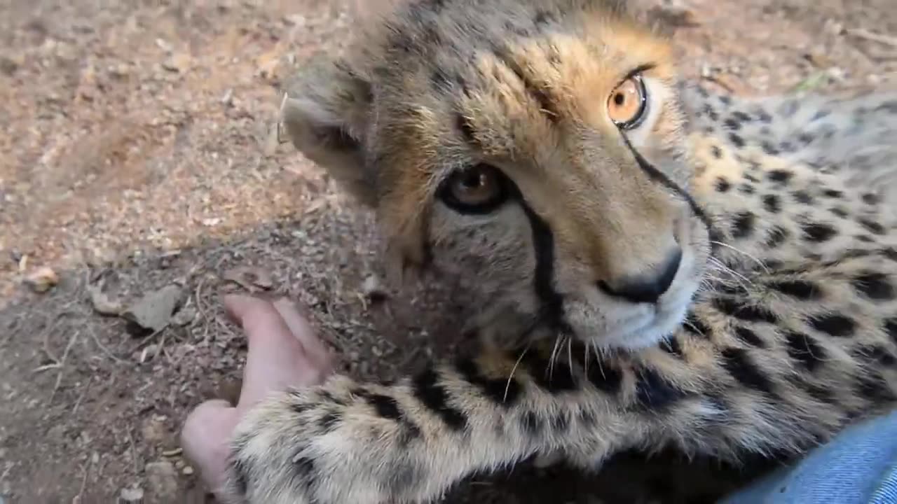 Young and cute purring cheetah licking my arm