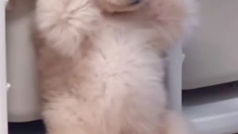 The golden retriever is the cutest puppy