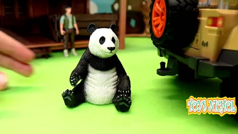 Pandas Share Leaves to Eat with Hungry Zebras