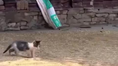 Furry Frenzy Files: The Best Cat Laughs of 2025!