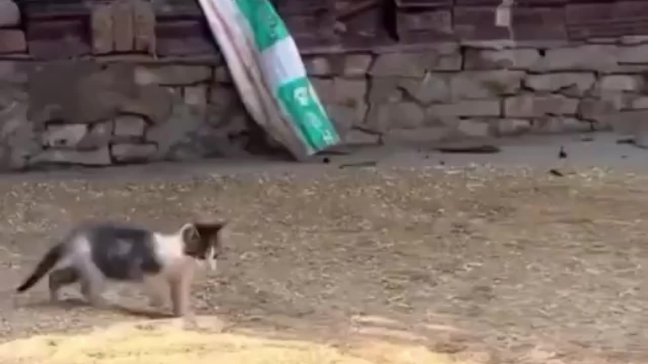 Furry Frenzy Files: The Best Cat Laughs of 2025!