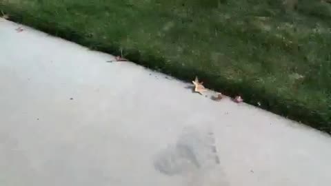 Frog Squish
