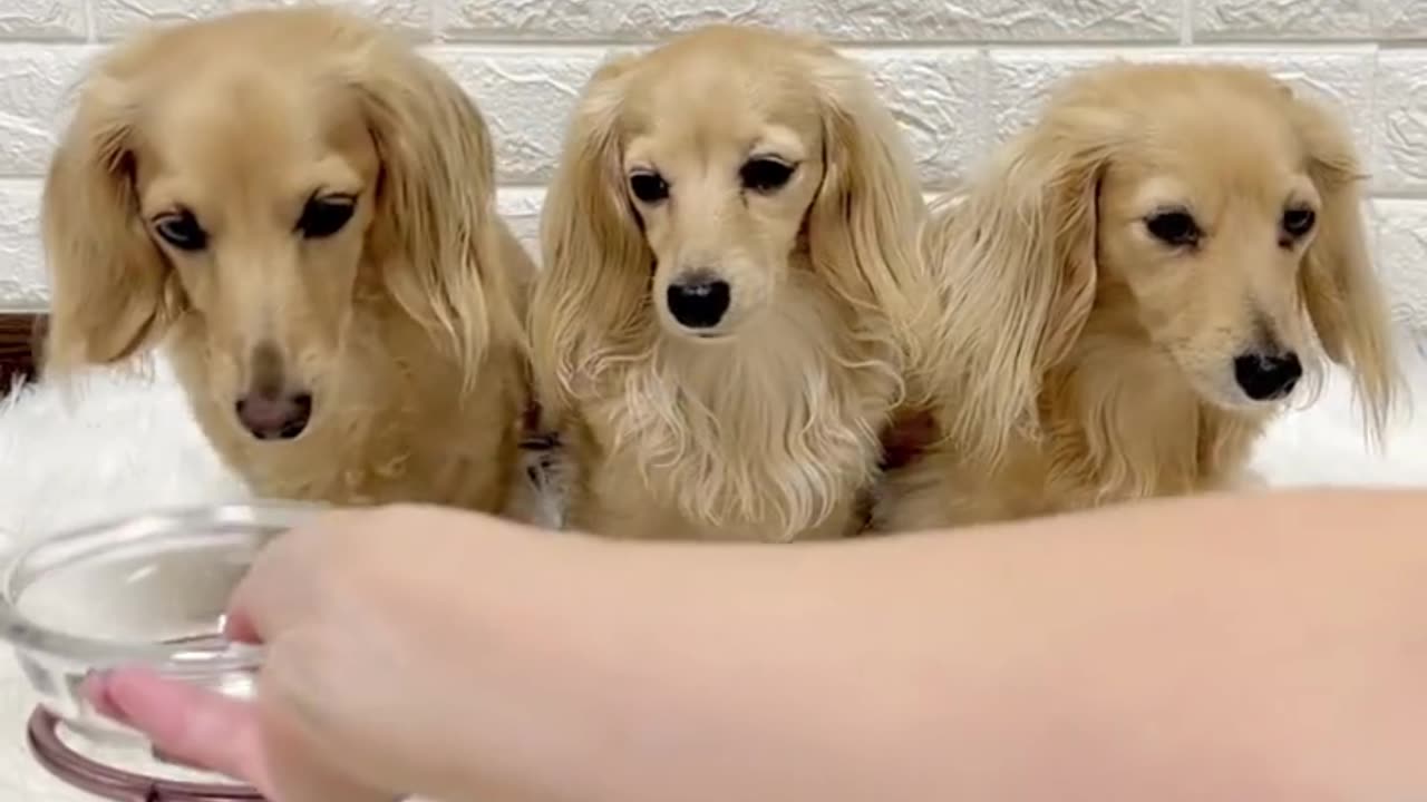 Cooking for My Dogs 👧🐟🥦 3 Happy Dachshunds