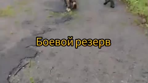 Ukraine war combat footage 8/29/25