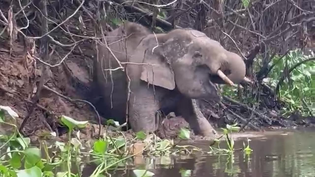 Crocodile Attacks a Pygmy Elephant