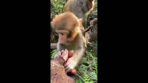 “Angry Monkey Reactions 🐒🤣 | Funny Monkey Videos Compilation”