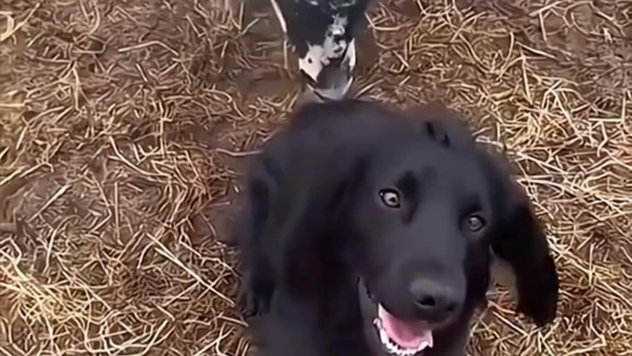 FUNNY ANIMAL COMPILATIONS - PART 44