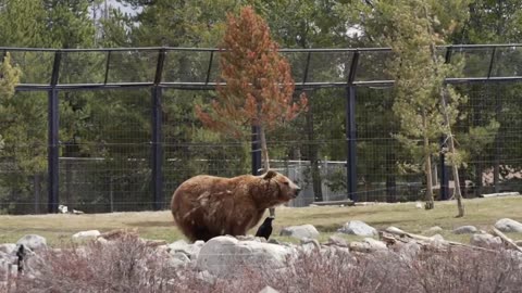 Grizzly and Wolf Discovery Center to open new 'Yellowstone Ecosystem' Exhibit
