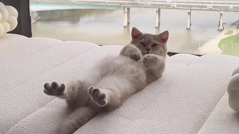 Woke up this morning and found my kitten sleeping so adorably