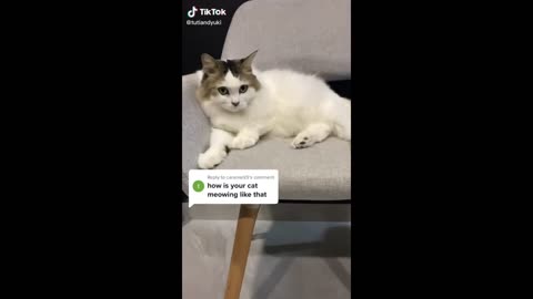 Funny Video