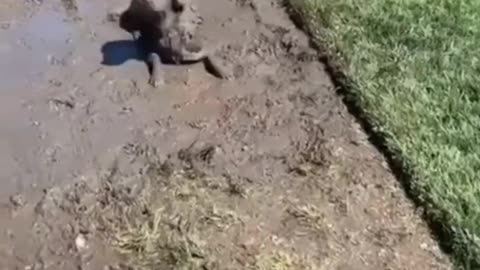 Cutest Pets Ever | Too Adorable to Handle! 🐾😍