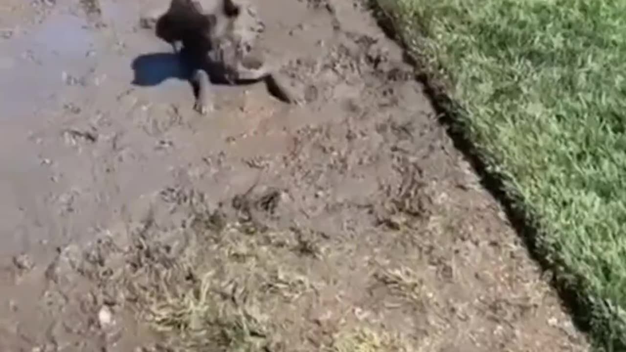 Cutest Pets Ever | Too Adorable to Handle! 🐾😍