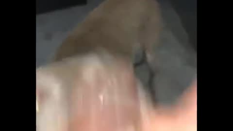 Funny video pets