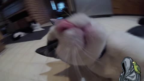 Close up videos.