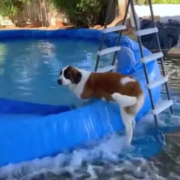 🚨 PSA for All Pet Owners! 🚨 It’s HOT out there. Like scorching summer meltdown hot. ☀️🔥