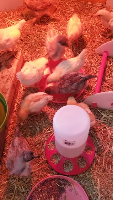 Everyone knows you gotta be in the bowl to reach the food. #SparklegleamFarm #Chicken #homestead