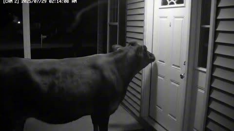 CCTV Camera: Caught Unicorn and Other Animals Ringing The Doorbell