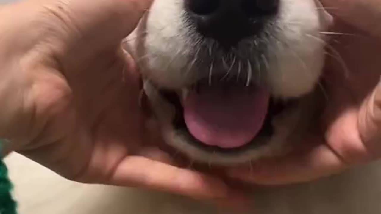 Samoyed Video compilation 🐩🥰