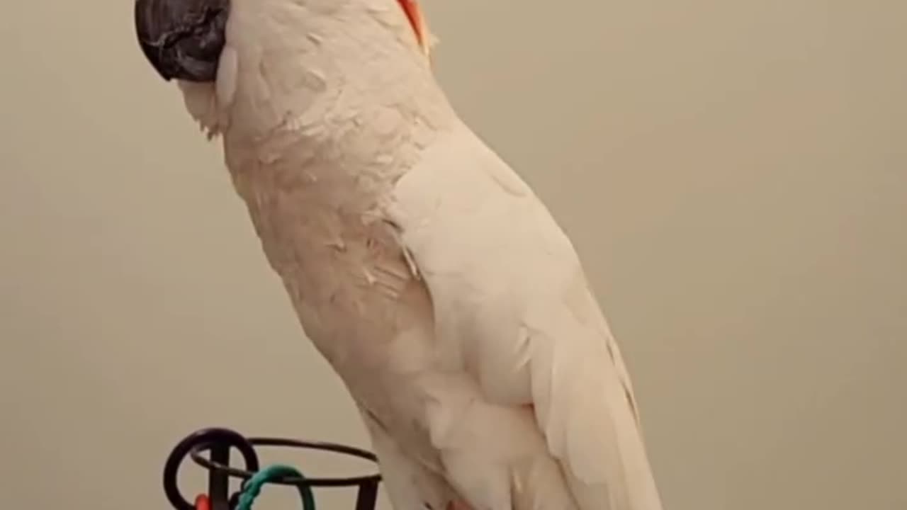 parrot grooves to the beat !