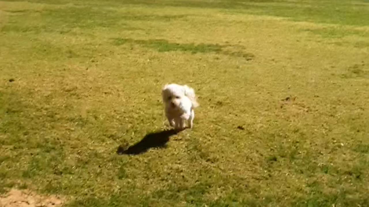 Stay Recall (come) on outdoor grassed oval