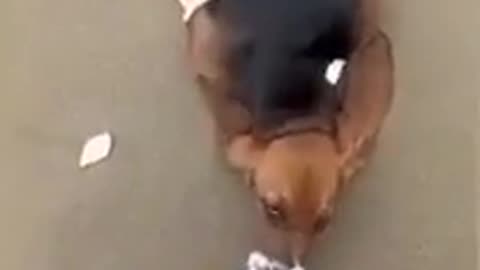 🐬😂 This Sea Lion's Reaction Will Make You Laugh! | FunFM
