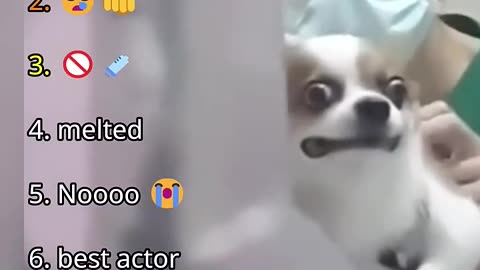 “Dogs at the Vet: Ranking the Most Dramatic Patients 😂🩺”