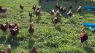 hen