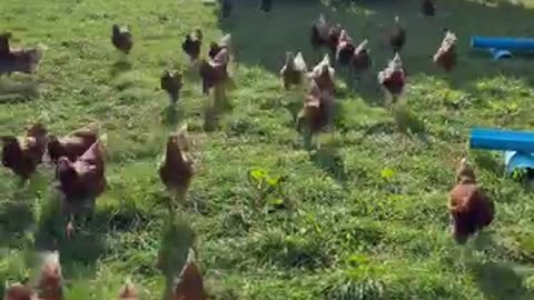 hen