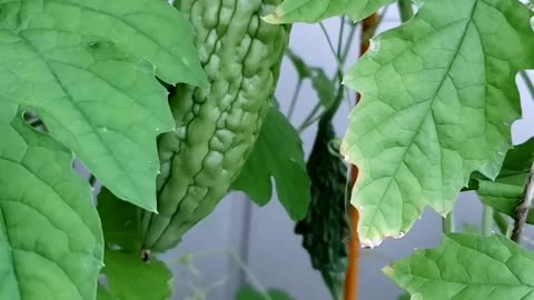 Vegetable garden July 28 2025, update