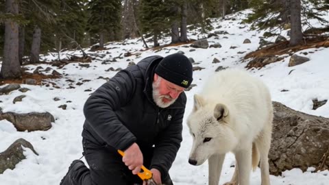 Mother Snow Wolf Saves Her Cubs with the Help of an Old Guy