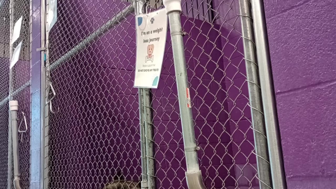 Hiro 7y Pet Id 943938 kennel 18 HSSAZ shelter fed his neighbor Hiro's ok if I'm far away20250718832