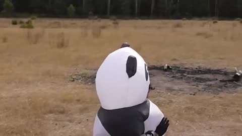 How different animals behave! Just wait for panda 😂
