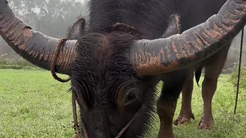 "Buffalo Horns: How Big Can They Get? 🐃💪"