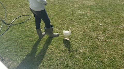 Just a Ginger and his Lemony goose. #SparklegleamFarm #TheGinger #Lemongrab #homestead #geese