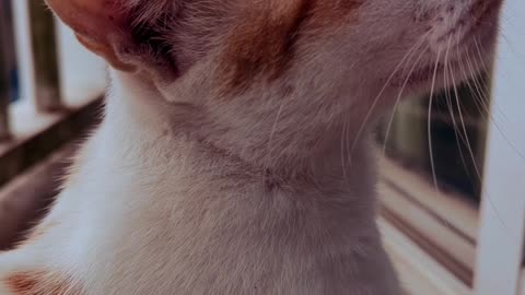 A cat is a very harmless and lovable creature