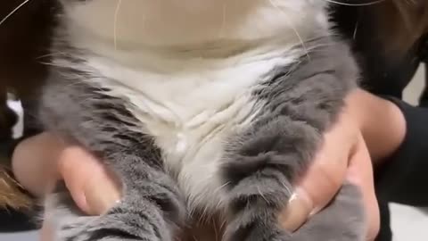 گربه
