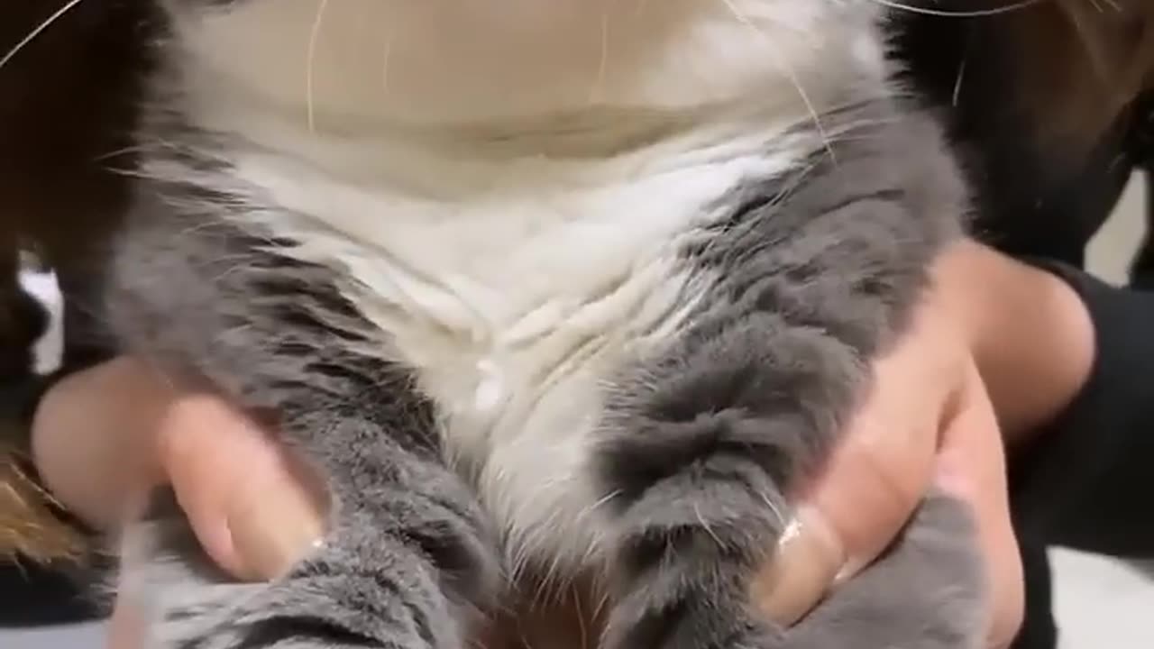 گربه
